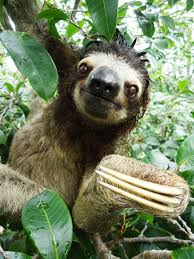 Sloth On Tree Top Credits Yader Sageth Sloth Funny Sloth Pictures Animals Beautiful