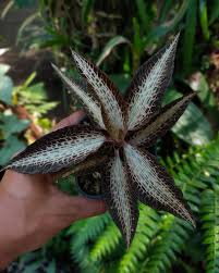 Image result for Goodyera