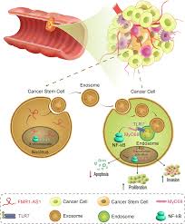 Cancer women are sensitive, loyal and emotional beings. Exosomal Fmr1 As1 Facilitates Maintaining Cancer Stem Like Cell Dynamic Equilibrium Via Tlr7 Nfkb C Myc Signaling In Female Esophageal Carcinoma Molecular Cancer Full Text