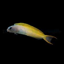 Image result for Blepharis dunensis