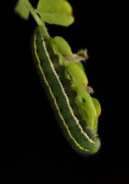 Image result for Colias tyche