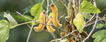 Image result for Mucuna poggei