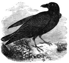 Black And White Ravens Clipart Pin By Bren Fawkes On Animal Inspiration In 2020 Raven Images Raven Graphic Illustration