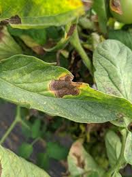 Image result for Septoria leaf spot of tomato