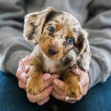 Deep As The Ocean Dogs With Absolutely Mesmerizing Blue Eyes I Can Has Cheezburger Funny Animal Photos Baby Animals Cute Dogs