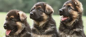 The cost of spaying, a more complicated surgery, usually ranges from about $50 to $175. Dog Neutering The Benefits And Cost Care Resources