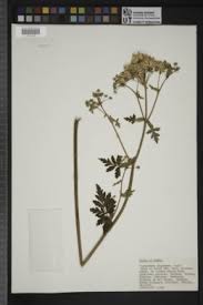 Image result for Afroligusticum