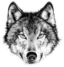Pin By Ginger Berryhill On Drawings Wolf Face Drawing Wolf Face Wolf Head Drawing