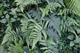 Image result for Deparia