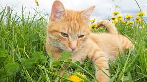 ‪Stress In Cats - Environment - National Veterinary Services‬‏