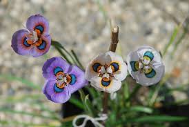 Image result for Moraea niassensis