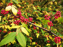 Image result for Zanthoxylum