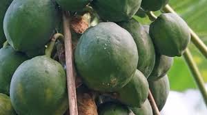 Papaya Smell In Stool After Eating Sir I Have Fatty Liver Practo Consult