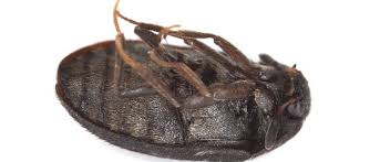 Im querschnitt sind die larven rund bis oval oder gestreckt bis gebogen. Pelzkafer Identifizieren Und Loswerden Das Tierlexikon De