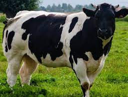 Разоблачение ed / energy diet / энерджи диет разбор состава / nl international. 40 Hollanda Inegini Geri Gonderdiler