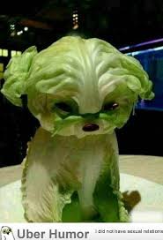 Lettuce Puppy Will Make You Swear Off Vegetables Paperblog Food Sculpture Food Art Food Humor