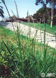 Image result for Lolium multiflorum