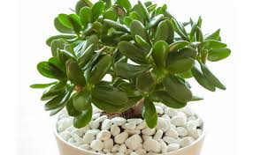 Check spelling or type a new query. 10 Low Maintenance Plants For A Picturesque Balcony