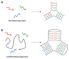 Molecules Free Full Text Manipulating Enzymes Properties With Dna Nanostructures It is required for dna replication because the enzymes that catalyze this process, dna polymerases, can only add new nucleotides to an existing strand of dna.