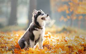 Daily additions of new, awesome, hd wallpapers for desktop and phones. Download Wallpapers Husky Little Puppy Autumn Yellow Leaves Cute Dogs Pets Puppies Dogs Besthqwallpapers Com Siberian Husky Cute Dogs Dogs