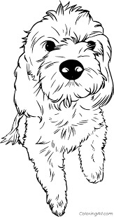 They work great in the classroom as free time activities or theme unit fun. Goldendoodle Coloring Pages Coloringall