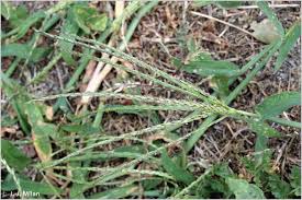 Image result for Digitaria pseudodiagonalis