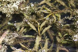 Image result for Potamogeton schweinfurthii