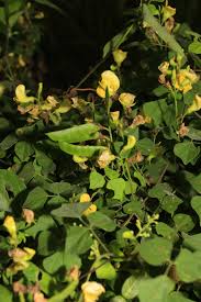 Image result for Rhynchosia luteola