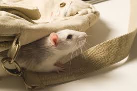 Lets Go Shopping Mom Animaux Une Souris Verte Souris