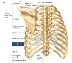 Made up of thoracic vertebrae, ribs and… functions at upper end to connect the shoulder girdle and conn… Posterior Rib Anatomy Anatomy Drawing Diagram