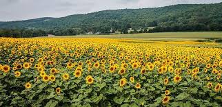 Sunflower Field At Donaldson Farm Hackettstown Nj Sunflower Fields Places To Go Photography Tours