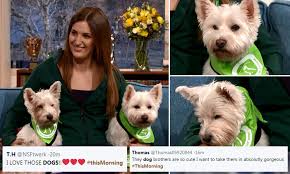We are pleased to say that lucky has moved in with his furever family. Viewers Swoon Over Inseparable West Highland Terrier Brothers Up For Adoption On This Morning Daily Mail Online