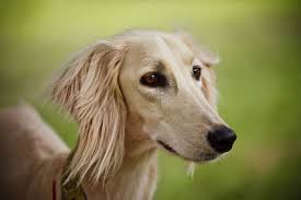 Herdershonden en veedrijvers behalve zwitserse sennenhonden. Saluki 2019 Charakter Wesen Hunde Fan De