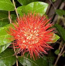 Image result for Combretum