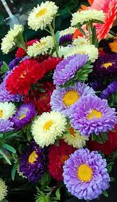 Linda crampton (author) from british columbia, canada on july 10, 2015: 2017 06 14 09 42 46 Beautiful Flowers Beautiful Rose Flowers Amazing Flowers