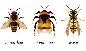 The bees can sting and may do so defensively, but i find them much less bothersome than the yellow jacket wasps in my area. Wasps Bees And Hornets What S The Difference The Old Farmer S Almanac