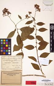 Image result for Tragia kirkiana