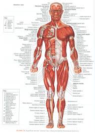 Muscles Of The Human Body Superficial Anterior View Kas Sistemi Anatomi Ve Fizyoloji Duz Kas