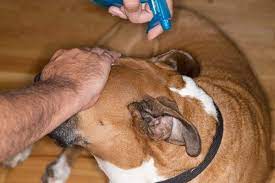 Do not allow vegetation to become too dense. 8 Best Repellent For Flies On Dogs Ideas Fly Repellant For Dogs Fly Repellant Outside Dogs