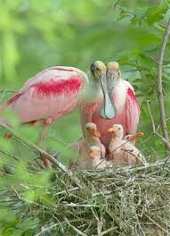 Click Here To Find Out More Http Googydog Com Pet Birds Beautiful Birds Animals Beautiful