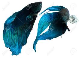 Goo.gl/xrp8q7 check more videos types of in this video two betta fish are fighting. Blue Siamese Fighting Fish Betta Fish Isolated On White Stock Photo Picture And Royalty Free Image Image 28216338