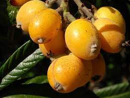 We did not find results for: Loquat California Tropical Fruit Tree Nursery