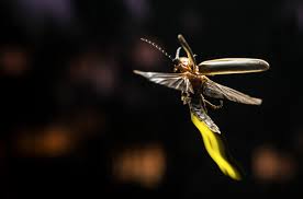 نتیجه جستجوی لغت [fireflies] در گوگل