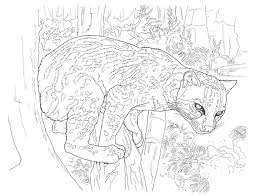 Coloring Pages For Adults Realistic Animals Google Search Desert Animals Coloring Animal Coloring Pages Lion Coloring Pages