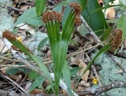 Image result for Schizaea pectinata