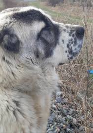 Welcome to kennel soul of asia the home of central asian shepherd alabai dogs since 1991. Alabai Hashtag On Twitter