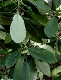 ビワバアオキ 枇杷葉青木 Aucuba Eriobotryifolia Fa Tsuan Wang 1949 科 名 ミズキ科 Cornaceae ａpg分類 ガリア科 Garryaceae または アオキ科 Aucubaceae 属 名 アオキ属 Aucuba Thunb 1783 中国名 琵琶叶珊瑚 Pi Pa Ye Shan Hu 原産地