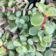 Image result for Portulacaria