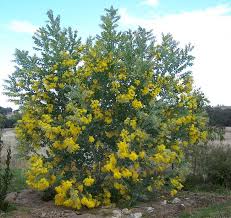 Image result for Acacia podalyriifolia