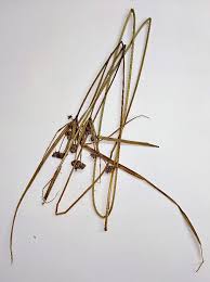 Image result for Cyperus margaritaceus